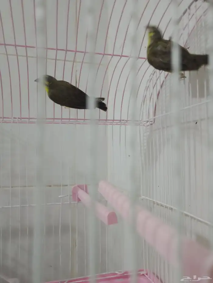 ياسمين موزمبيق الكمية محدودة 2