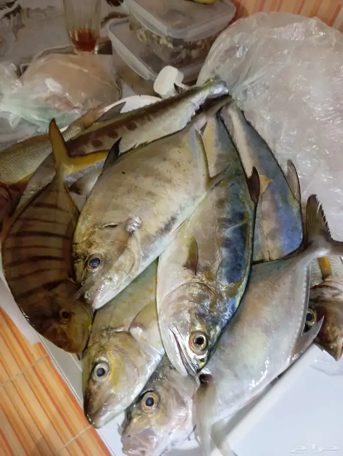 سمك بلدي انصاد بعد صلاة الفجر 1