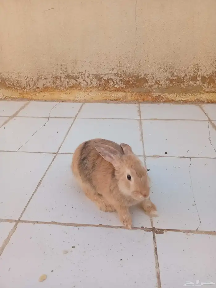 أرانب للبيع عمرها أربع شهور عددها أربع 2 ذكور و2 إناث 2