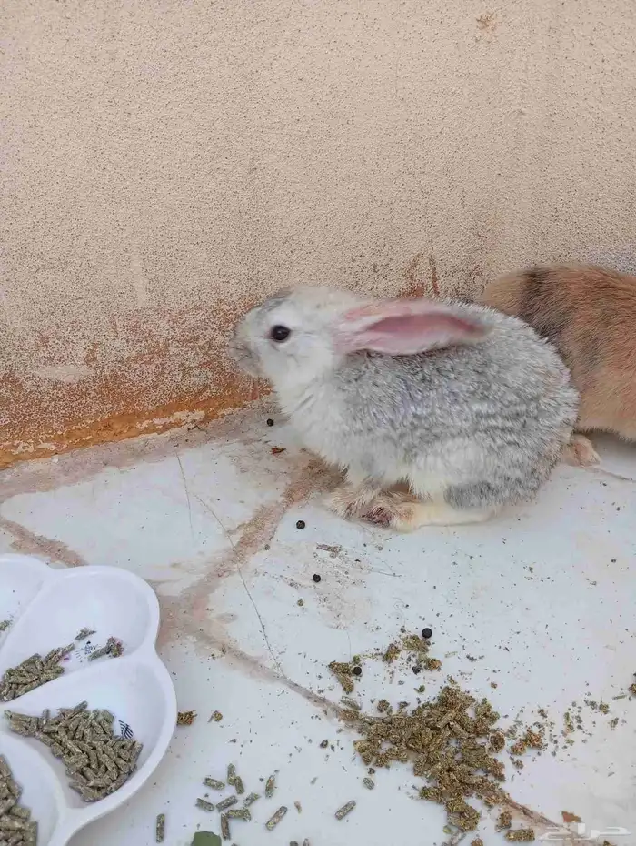 أرانب للبيع عمرها أربع شهور عددها أربع 2 ذكور و2 إناث 4