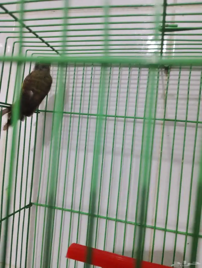 ياسمين موزمبيق الكمية محدودة 1