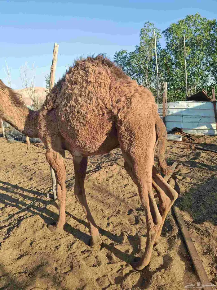 حاشي طيب شحم ولحم 1