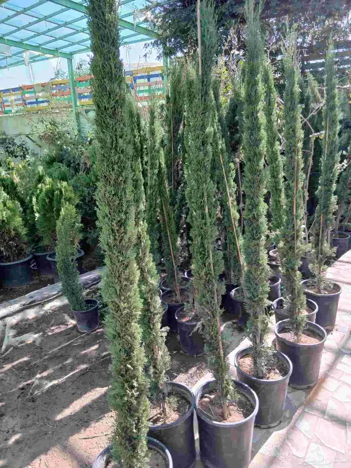 زرع طبيعى وصناعى 5