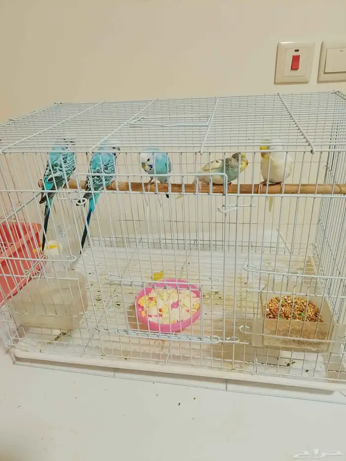 بادجي عدد 5 0