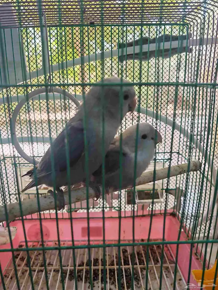 طيور فشر طقطق 3