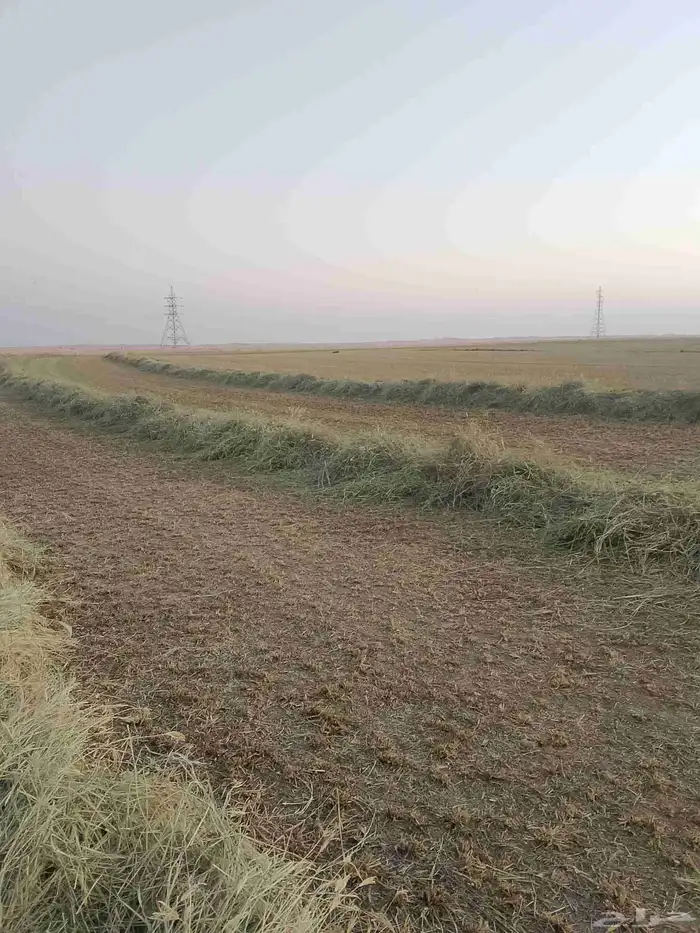 رودس ناعم ورقه عريضه من شركه السنبله في وادي الدواسر 3