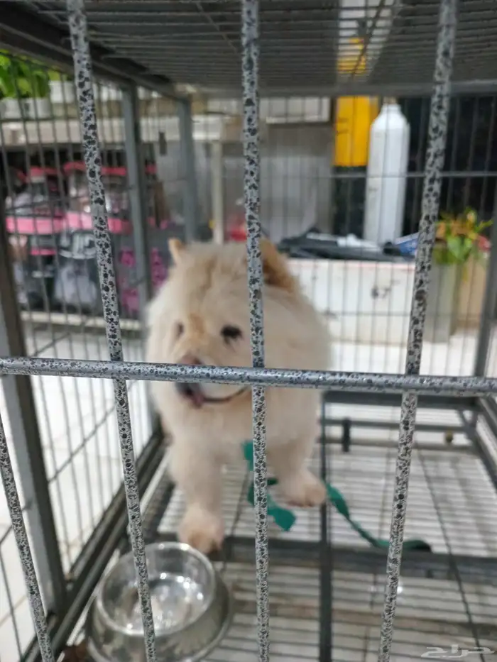 كلب تشاو ذكر للبيع 0