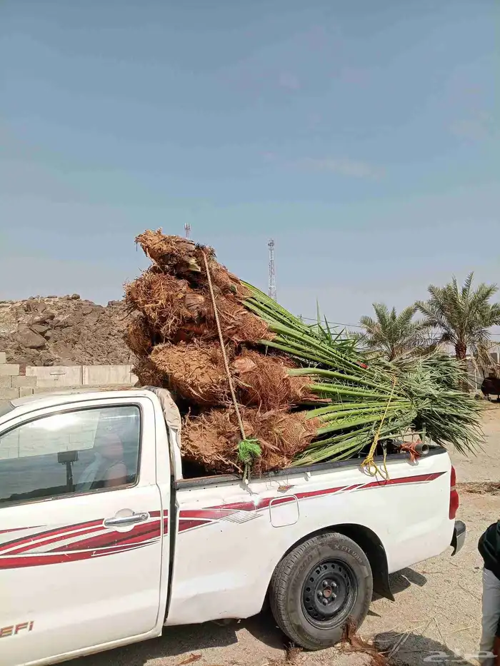 نخل للبيع بجميع أنواعها فسائل وجثايث 4