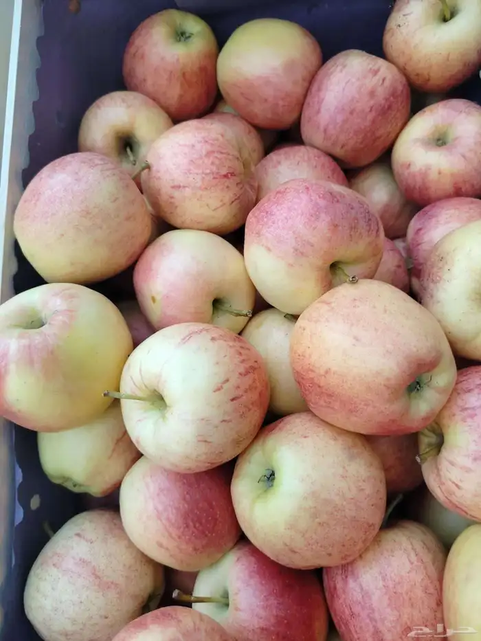 فواكه فريش 8