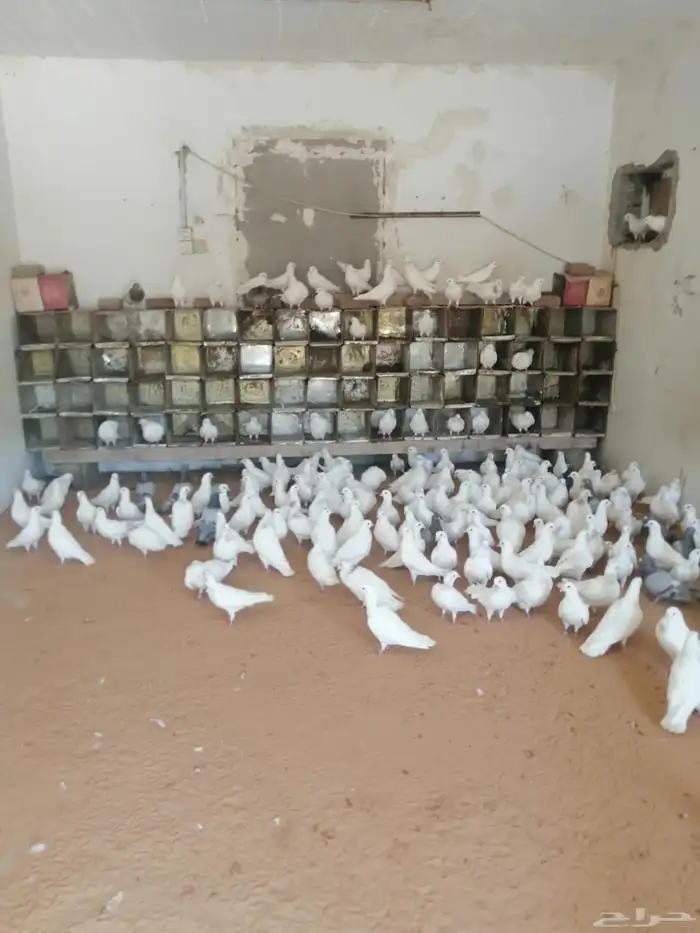 فني مصري خبره في مجال تأسيس مزارع الحمام الفرنسي والزينه 6