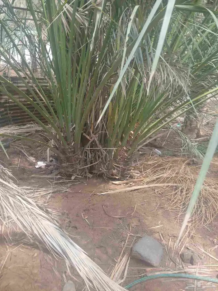 فصايل تمر متلبن موجود في وادي رهاط 3