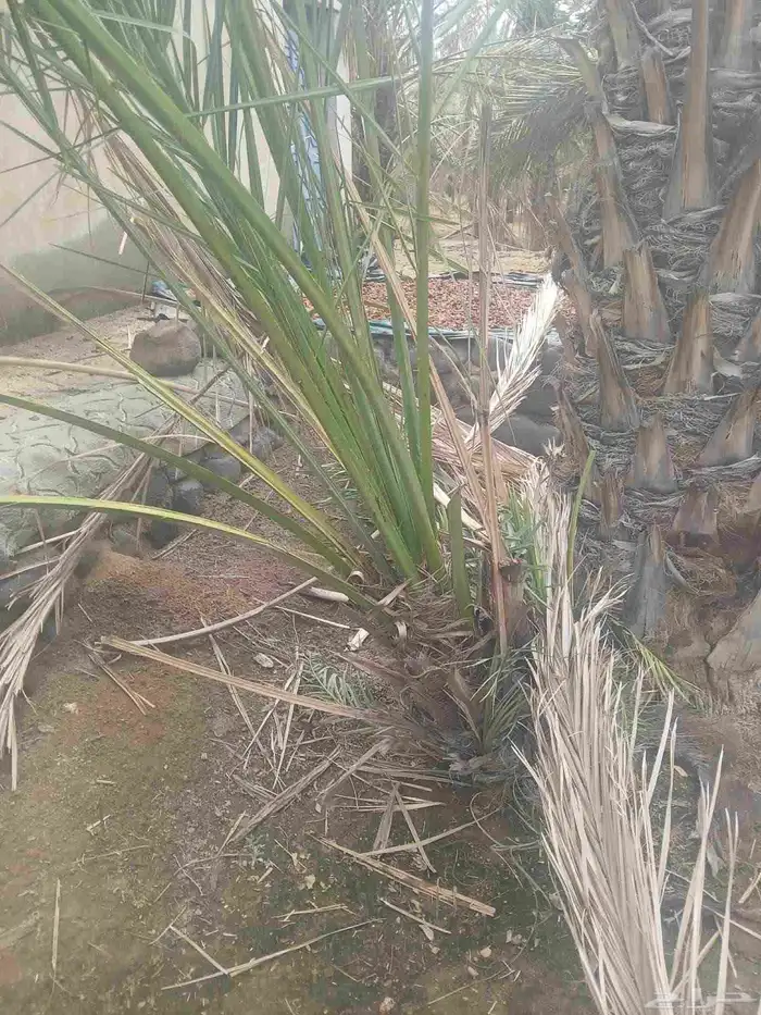 فصايل تمر متلبن موجود في وادي رهاط 2