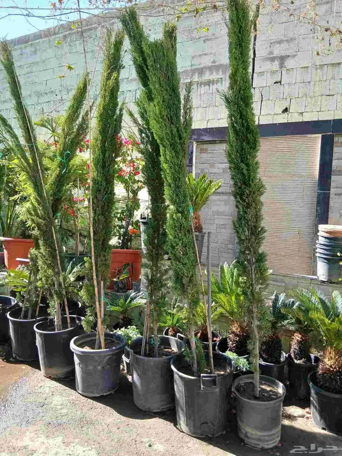 زرع طبيعى وصناعى 4