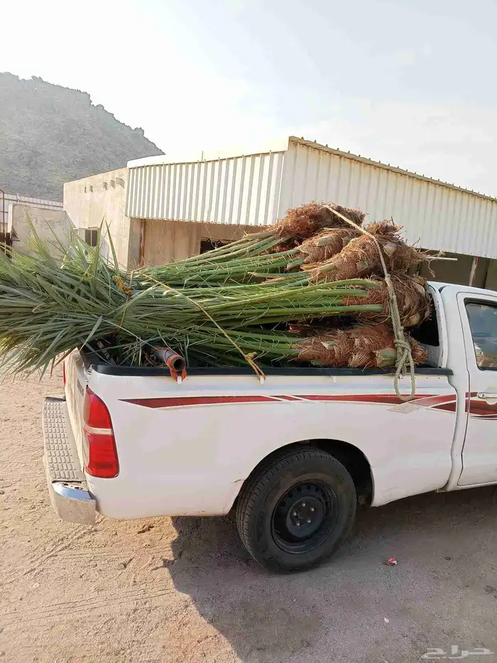 نخل للبيع بجميع أنواعها فسائل وجثايث 2