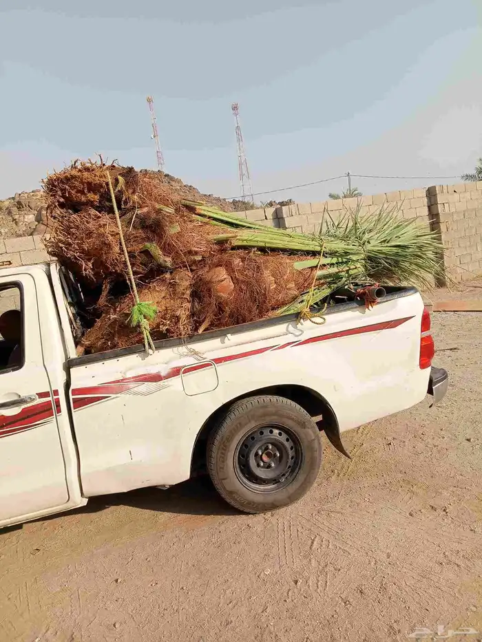 نخل للبيع بجميع أنواعها فسائل وجثايث 1