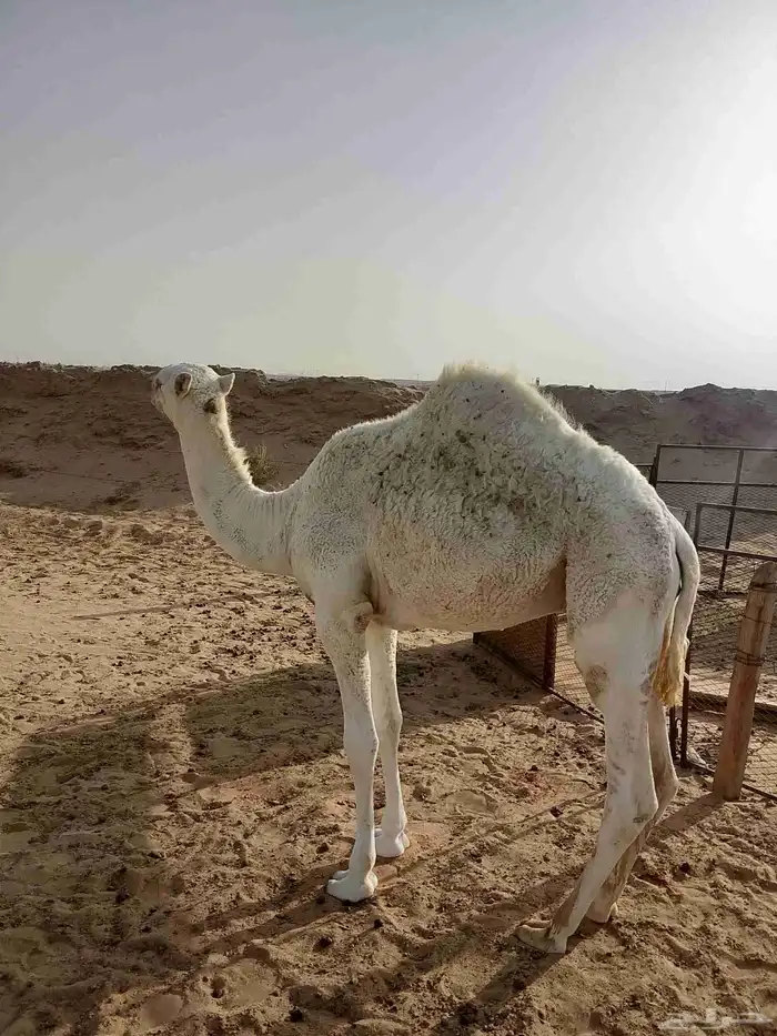 البيع قعود 0