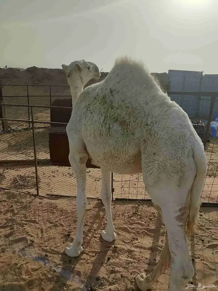 البيع قعود 1