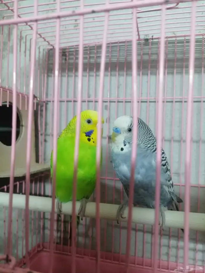 ببغاء بدجي 1