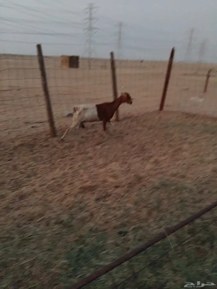 عنزه بشيه طيبه دفع 0