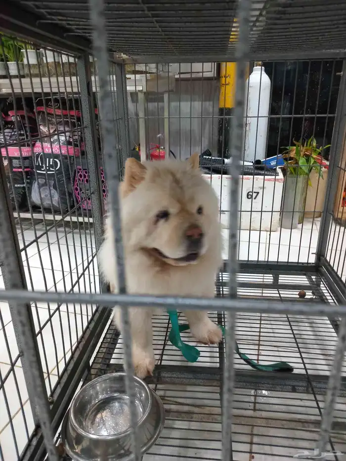 كلب تشاو ذكر للبيع 1