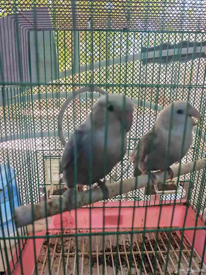 طيور فشر طقطق 2