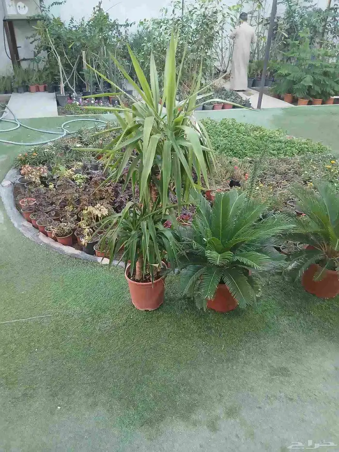 زرع طبيعى وصناعى 3