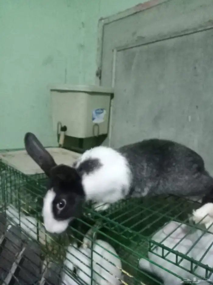 فرز وحقن مشاريع الحمام الاحم الفرنسي 9