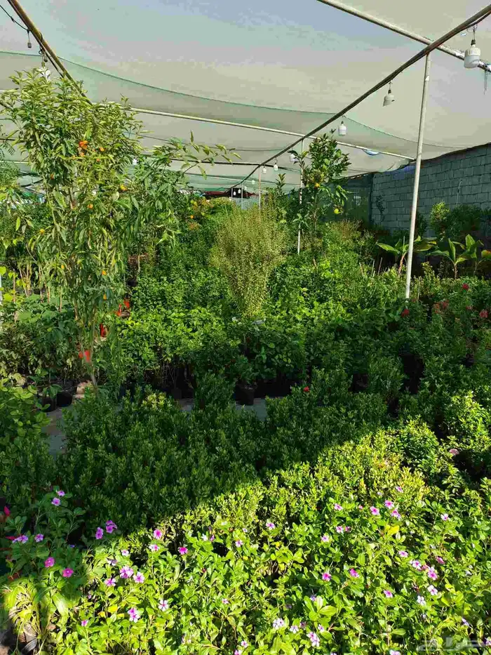 مشتل زراع طبيعي 8