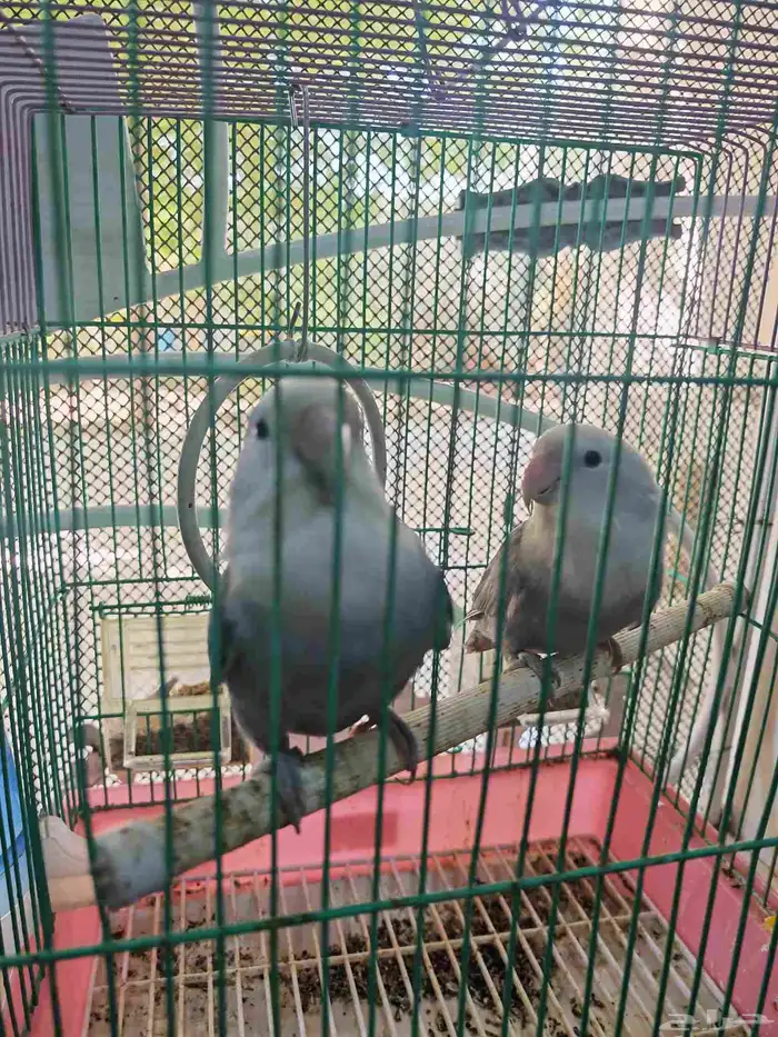 طيور فشر طقطق 4