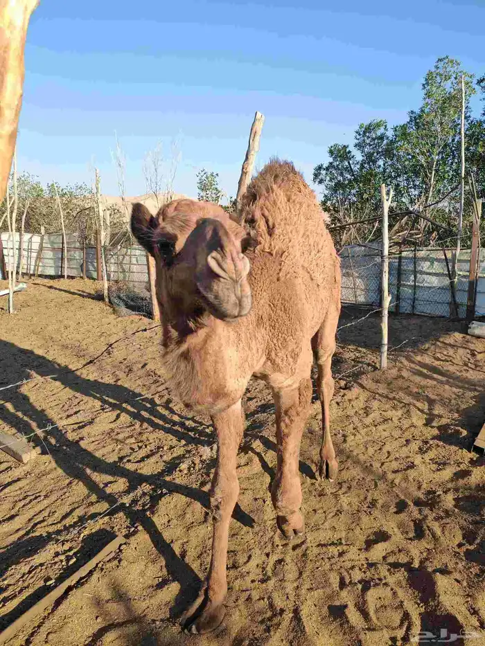 حاشي طيب شحم ولحم 2