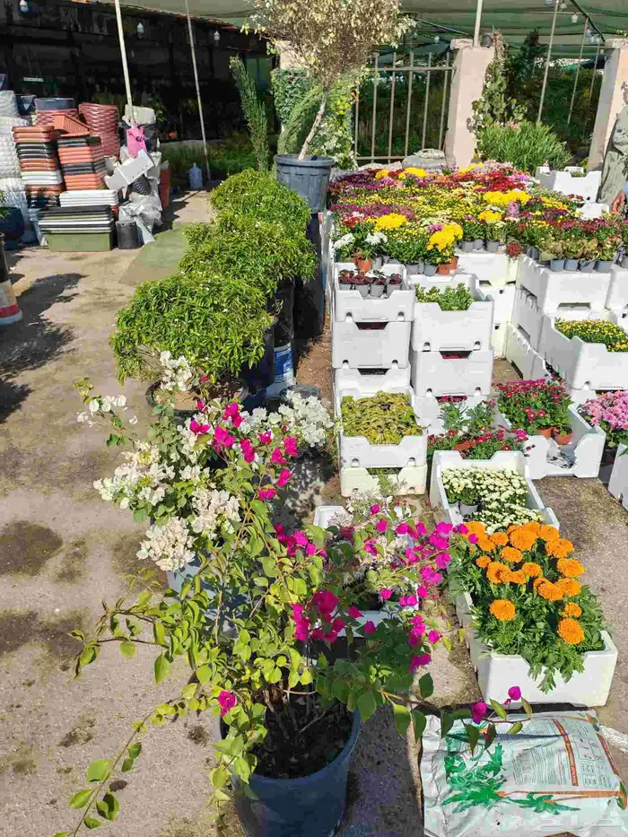 مشتل زراع طبيعي 3