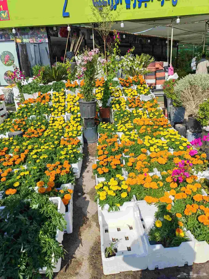 مشتل زراع طبيعي 1