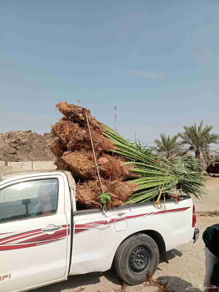 نخل للبيع بجميع أنواعها فسائل وجثايث 7