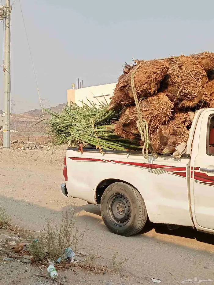 نخل للبيع بجميع أنواعها فسائل وجثايث 5