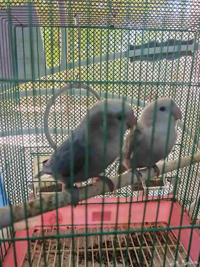 طيور فشر طقطق 1