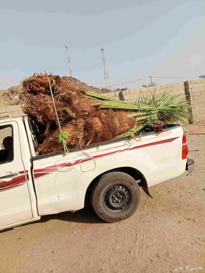 نخل للبيع بجميع أنواعها فسائل وجثايث 0