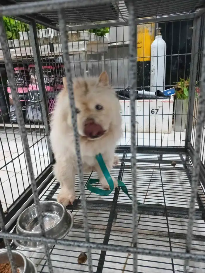 كلب تشاو ذكر للبيع 2