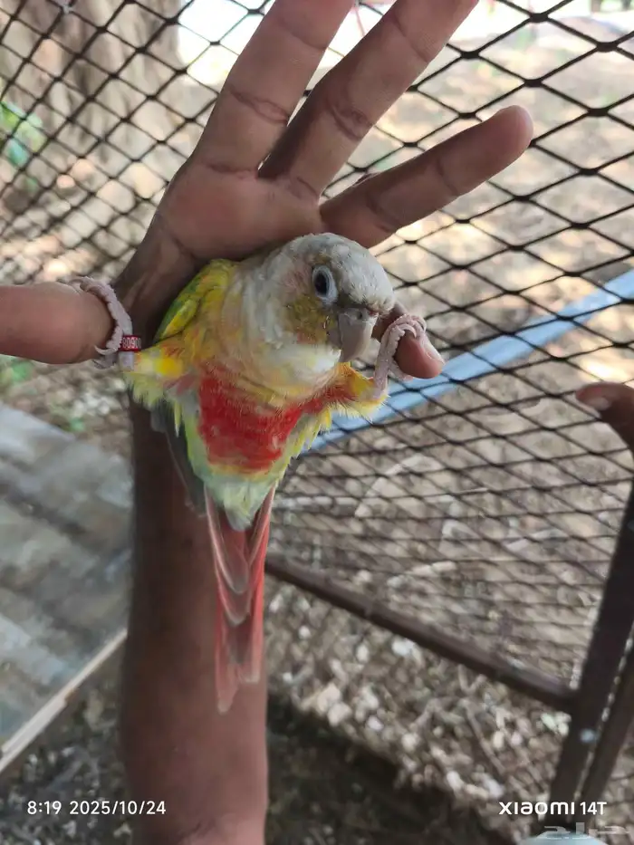 عرض تصفية و فرصة للمربي 1