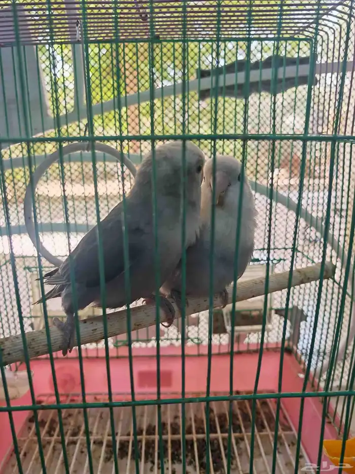 طيور فشر طقطق 0