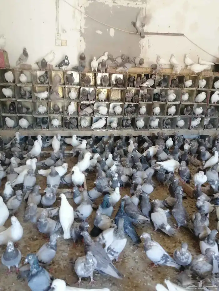 فني مصري خبره في مجال تأسيس مزارع الحمام الفرنسي والزينه 4