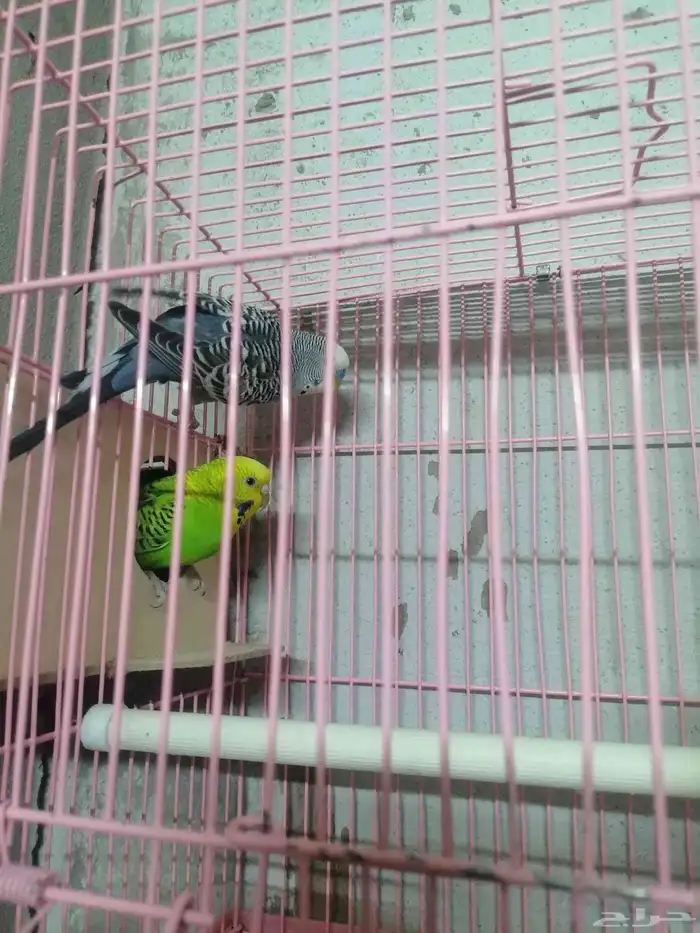 ببغاء بدجي 0