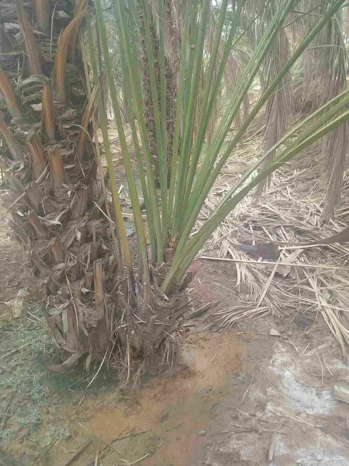 فصايل تمر متلبن موجود في وادي رهاط 5