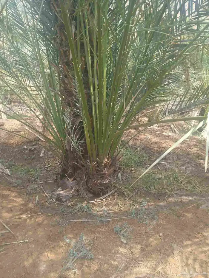 فصايل تمر متلبن موجود في وادي رهاط 4