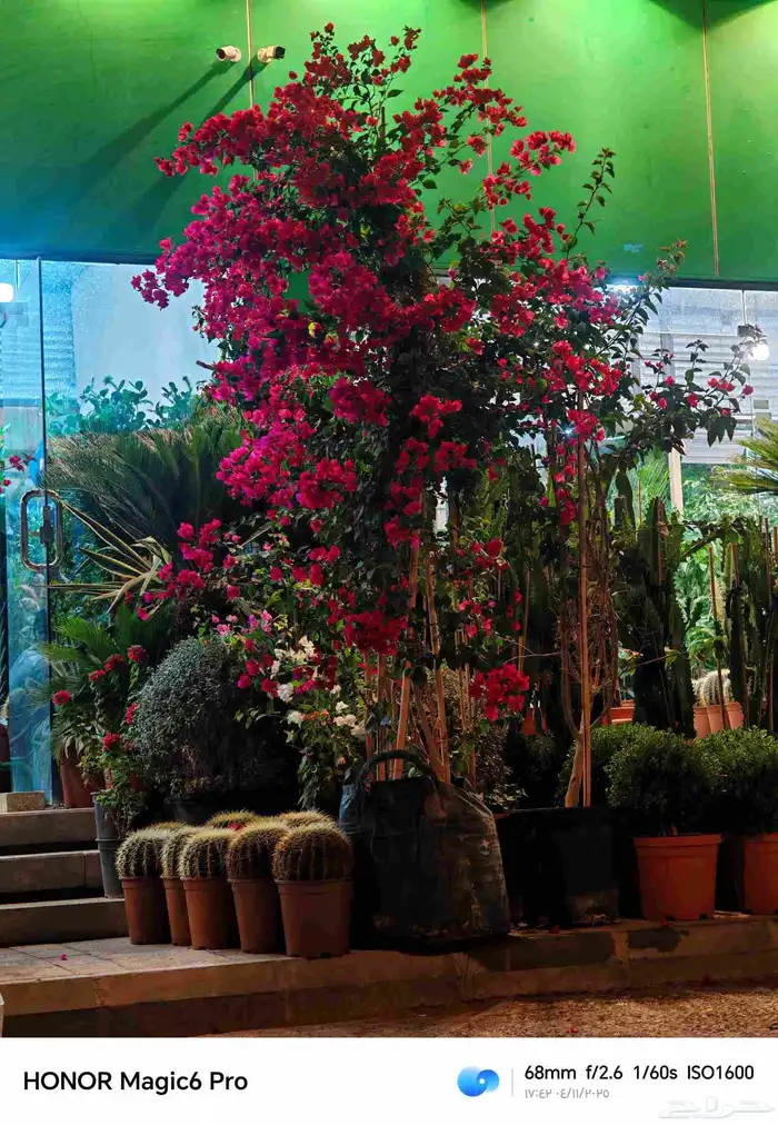 الزراعة الثيل الطبيعي وتركيب شبكات الري العادي والاتوماتيك 2