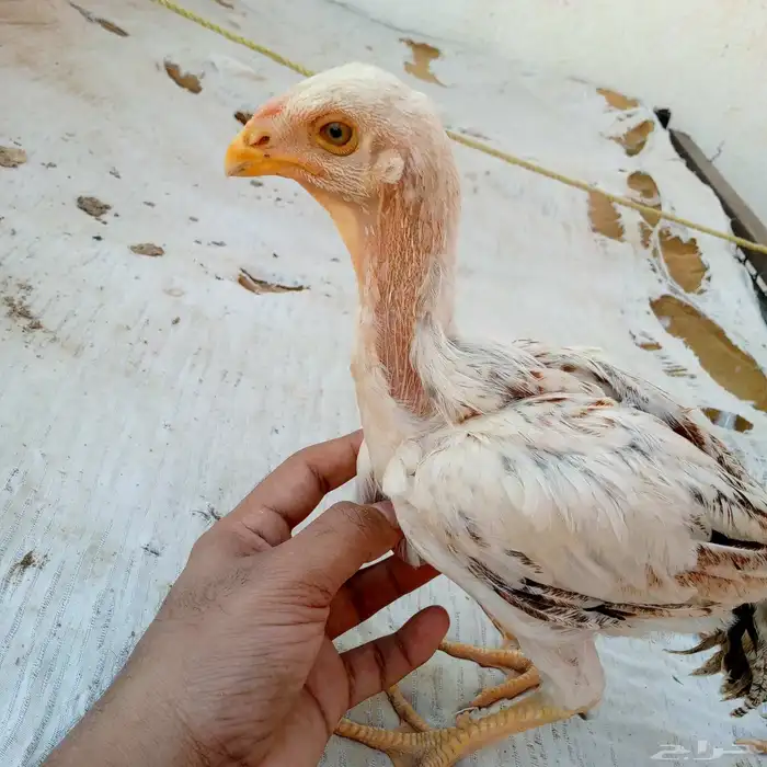 فروخ حجازي ديك و دجاجه العمر شهرين ونص 0