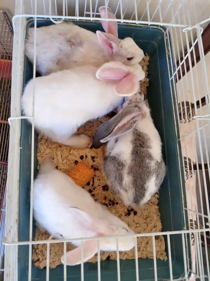 أرانب ذكر و3 أناث 5