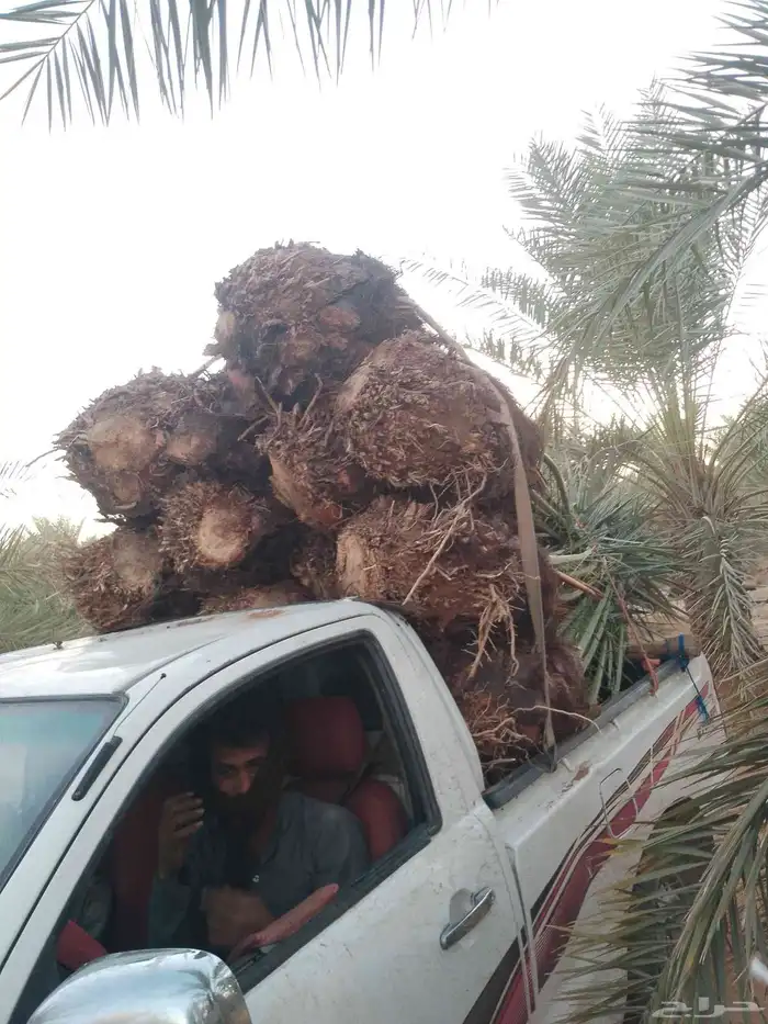 نخل للبيع متواجد في سبات العلي خميس مشيط المظيليف 2