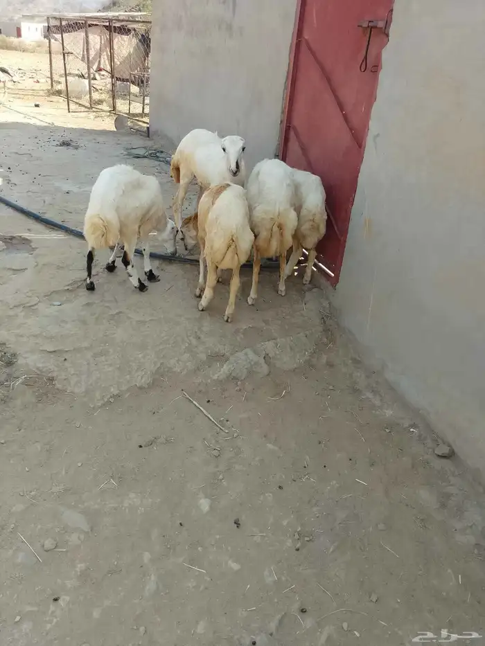 رخال بلادي العدد 5 الموقع العيدابي 0