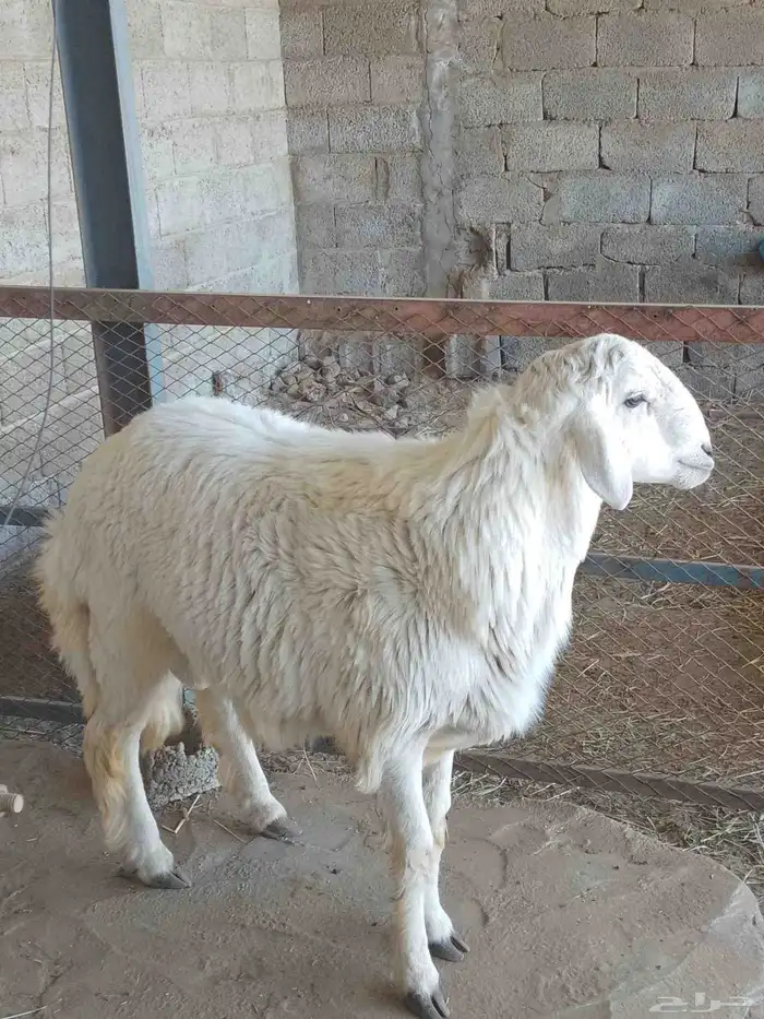 نعرض لكم اليوم خروف ماشاء الله تبارك الله مقفل شحم ولحم ونظي 0