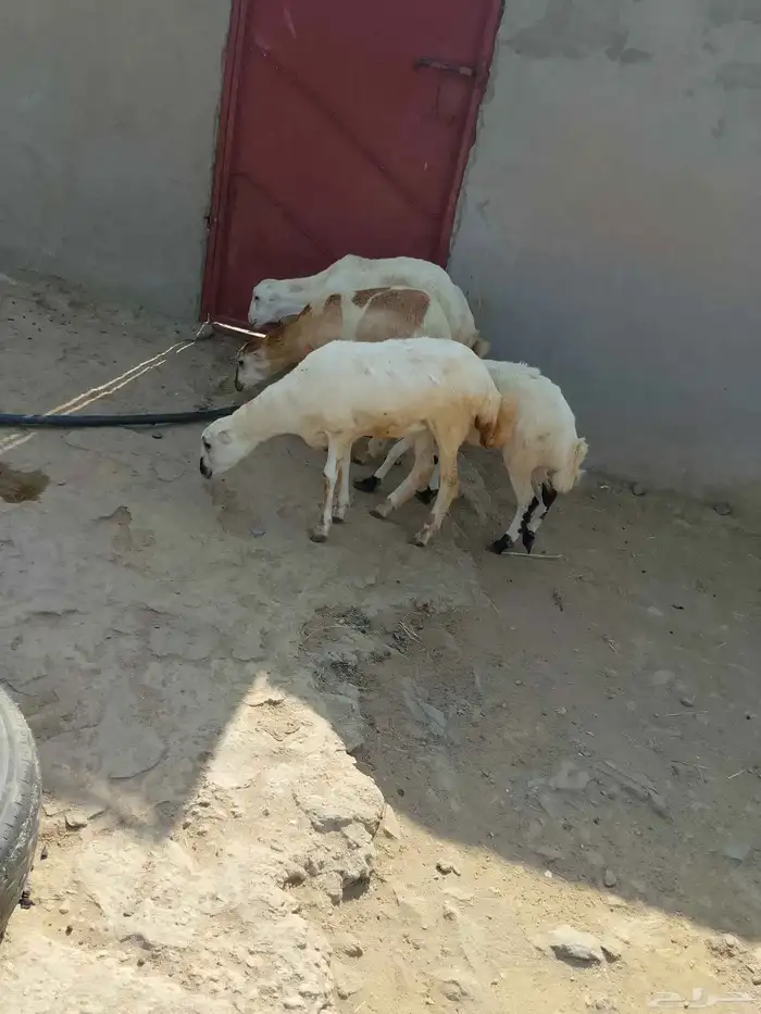 رخال بلادي العدد 5 الموقع العيدابي 3